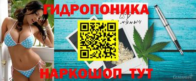 спайс Кингисепп